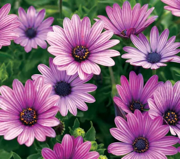 Osteospermum 'Soprano Purple', African Daisy 'Soprano Purple', Cape Daisy 'Soprano Purple', Soprano Series, evergreen perennial, evergreen shrub, purple flowers