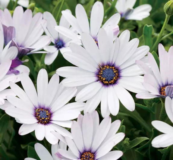 Osteospermum 'Soprano White', African Daisy 'Soprano White', Cape Daisy 'Soprano White', Soprano Series, evergreen perennial, evergreen shrub, white flowers