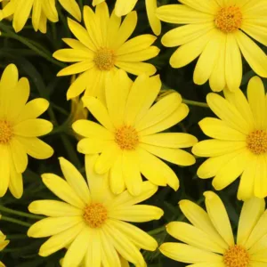 Osteospermum 'Voltage Yellow', African Daisy 'Voltage Yellow', Cape Daisy 'Voltage Yellow', Voltage Series, evergreen perennial, evergreen shrub, yellow flowers