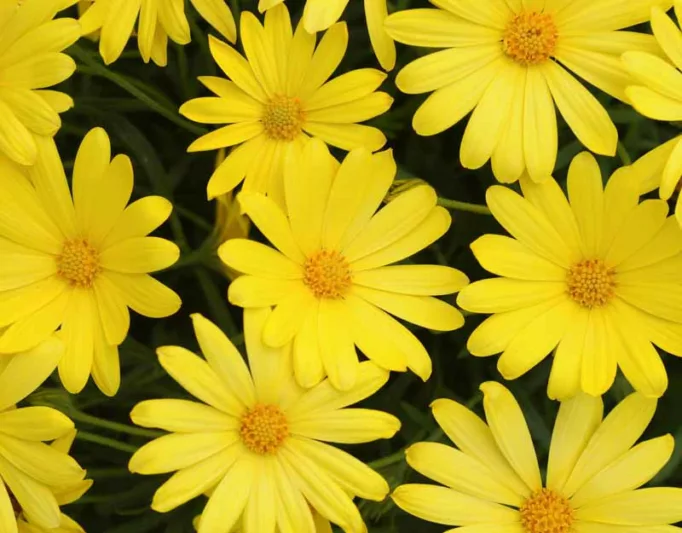 Osteospermum 'Voltage Yellow', African Daisy 'Voltage Yellow', Cape Daisy 'Voltage Yellow', Voltage Series, evergreen perennial, evergreen shrub, yellow flowers