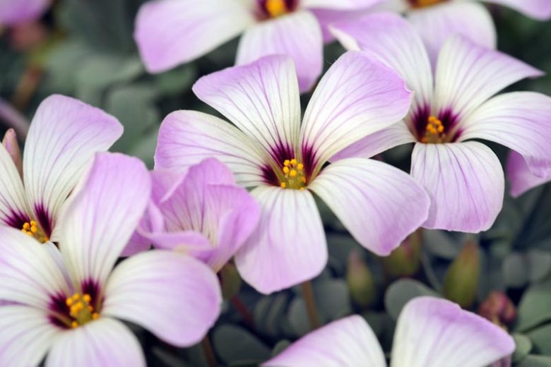 Oxalis adenophylla, Silver Shamrock, Chilean Oxalis, Pink Carpet Oxalis, Pink Buttercups, Pink Sauerklee, Sandoxalis, Sauer Klee, Pink flowers