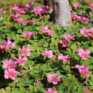 Oxalis depressa, Wood Sorrel, Oxalis acetosella subsp. griffithii, Oxalis hupehensis, Oxalis japonica, Oxalis leucolepis var. griffithii