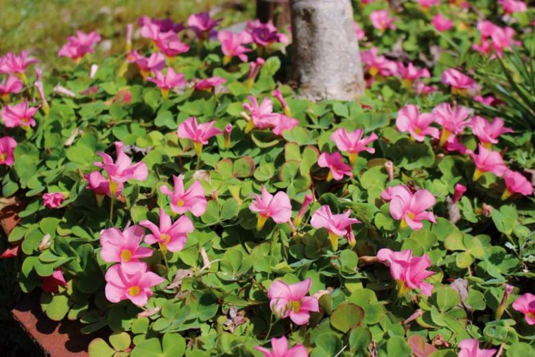 Oxalis depressa, Wood Sorrel, Oxalis acetosella subsp. griffithii, Oxalis hupehensis, Oxalis japonica, Oxalis leucolepis var. griffithii