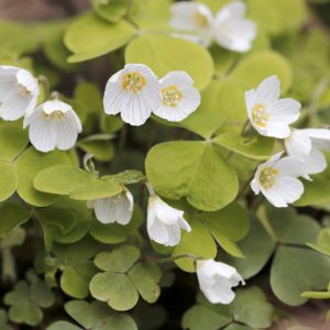 Oxalis griffithii, Wood Sorrel, Oxalis acetosella subsp. griffithii, Oxalis hupehensis, Oxalis japonica, Oxalis leucolepis var. griffithii