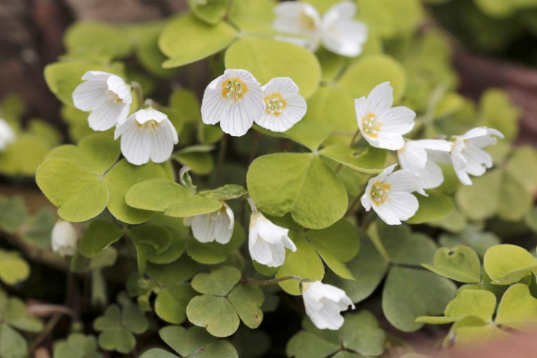 Oxalis griffithii, Wood Sorrel, Oxalis acetosella subsp. griffithii, Oxalis hupehensis, Oxalis japonica, Oxalis leucolepis var. griffithii