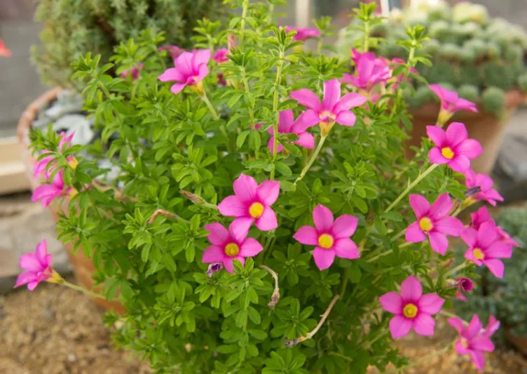 Oxalis hirta, Oxalis Strawberry, Pink Wood Sorrel, Pink flowers, Foliage Plant