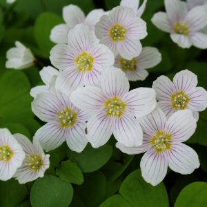 Oxalis oregana, Redwood Sorrel, Oregon Oxalis