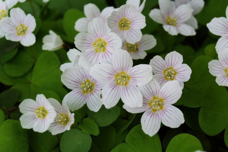 Oxalis oregana, Redwood Sorrel, Oregon Oxalis