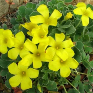 Oxalis purpurea 'Ken Aslet', Oxalis melanosticta, Yellow flowers, Foliage Plant