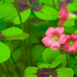 Oxalis tetraphylla 'Iron Cross', Good Luck Plant 'Iron Cross', Iron Cross Oxalis, Red flowers, Foliage Plant