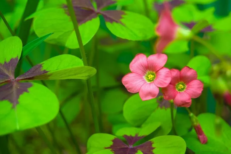 Oxalis tetraphylla 'Iron Cross', Good Luck Plant 'Iron Cross', Iron Cross Oxalis, Red flowers, Foliage Plant