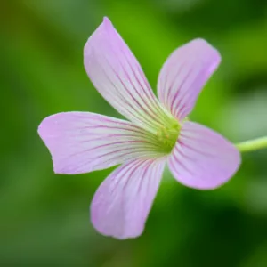 Oxalis triangularis 'Fanny', False Shamrock 'Fanny', Silver Lace 'Fanny', Oxalis 'Fanny', Oxalis regnellii 'Fanny', Pink flowers, Foliage Plant,