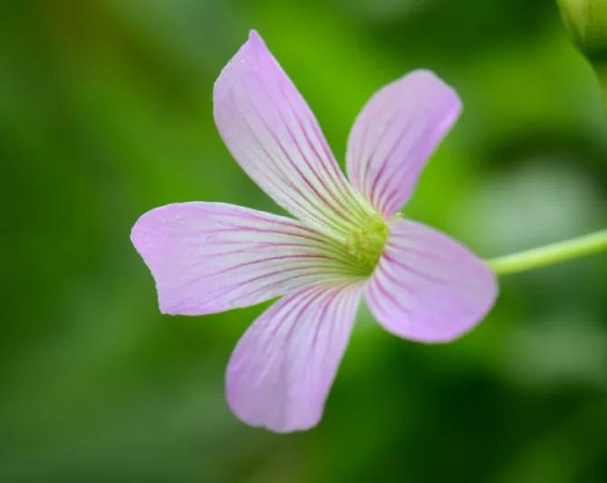 Oxalis triangularis 'Fanny', False Shamrock 'Fanny', Silver Lace 'Fanny', Oxalis 'Fanny', Oxalis regnellii 'Fanny', Pink flowers, Foliage Plant,