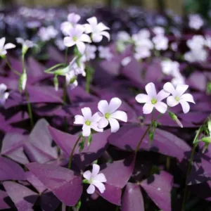 Oxalis triangularis subsp. papilionacea, Purple Shamrock, False Shamrock, Oxalis regnellii, Oxalis regnellii 'Brazilian Butterfly', Pink flowers, Purple Foliage, Love Plant, Luck Plant