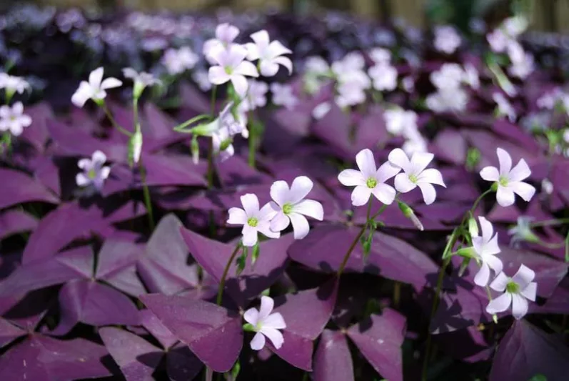 Oxalis triangularis subsp. papilionacea, Purple Shamrock, False Shamrock, Oxalis regnellii, Oxalis regnellii 'Brazilian Butterfly', Pink flowers, Purple Foliage, Love Plant, Luck Plant