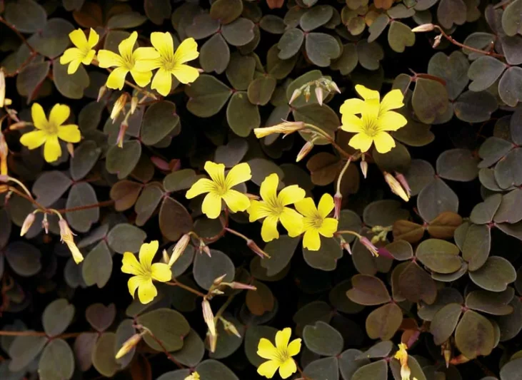 Oxalis vulcanicola 'Zinfandel', Yellow flowers, Purple Foliage