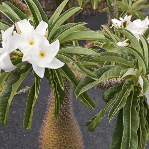 Pachypodium lamerei, Madagascar Palm, Club Foot, Succulent Shrub