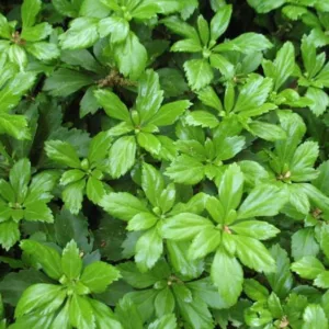 Pachysandra Terminalis 'Green Carpet', Japanese Spurge 'Green Carpet', Evergreen perennial, evergreen groundcover, Shade perennials, Plants for shade