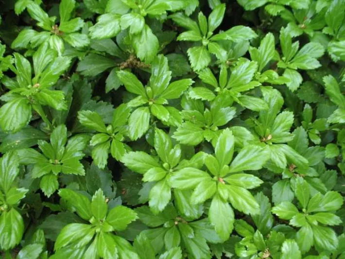 Pachysandra Terminalis 'Green Carpet', Japanese Spurge 'Green Carpet', Evergreen perennial, evergreen groundcover, Shade perennials, Plants for shade