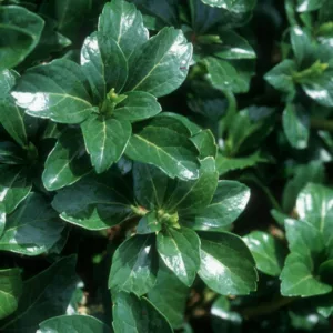 Pachysandra Terminalis 'Green Sheen', Japanese Spurge 'Green Sheen', Evergreen perennial, evergreen groundcover, Shade perennials, Plants for shade