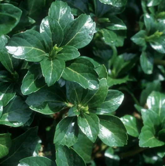 Pachysandra Terminalis 'Green Sheen', Japanese Spurge 'Green Sheen', Evergreen perennial, evergreen groundcover, Shade perennials, Plants for shade