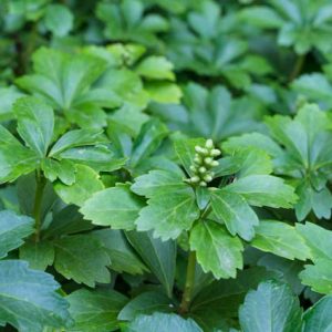 Japanese Spurge, Shade perennials, Plants for shade