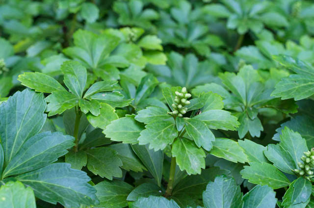 Japanese Spurge, Shade perennials, Plants for shade