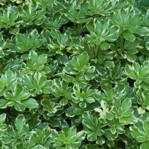 Pachysandra Terminalis 'Silver Edge', Japanese Spurge 'Silver Edge', Variegated Japanese Spurge, Pachysandra Terminalis 'Variegata', Shade perennials, Plants for shade,  Pachysandra, Variegated, ground cover, Pachysandra terminalis