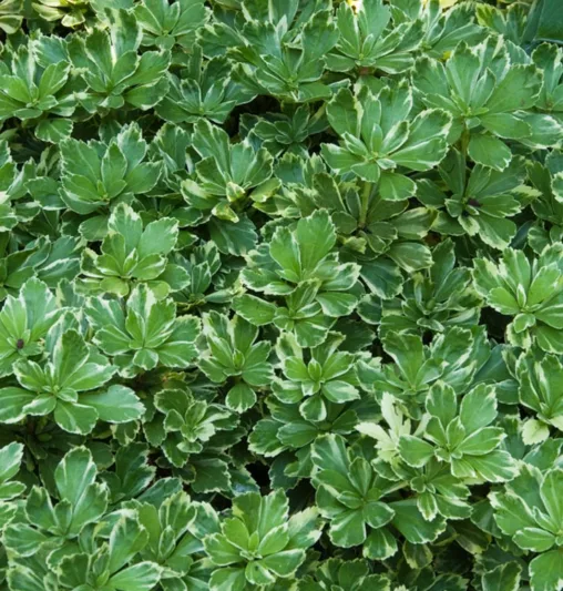 Pachysandra Terminalis 'Silver Edge', Japanese Spurge 'Silver Edge', Variegated Japanese Spurge, Pachysandra Terminalis 'Variegata', Shade perennials, Plants for shade,  Pachysandra, Variegated, ground cover, Pachysandra terminalis