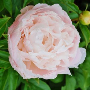 Paeonia Lactiflora 'Moonstone' , Peony Moonstone, Moonstone Peony, Chinese Peony Moonstone, Common Garden Peony Moonstone, Pink Peonies, Pink flowers, Fragrant Peonies