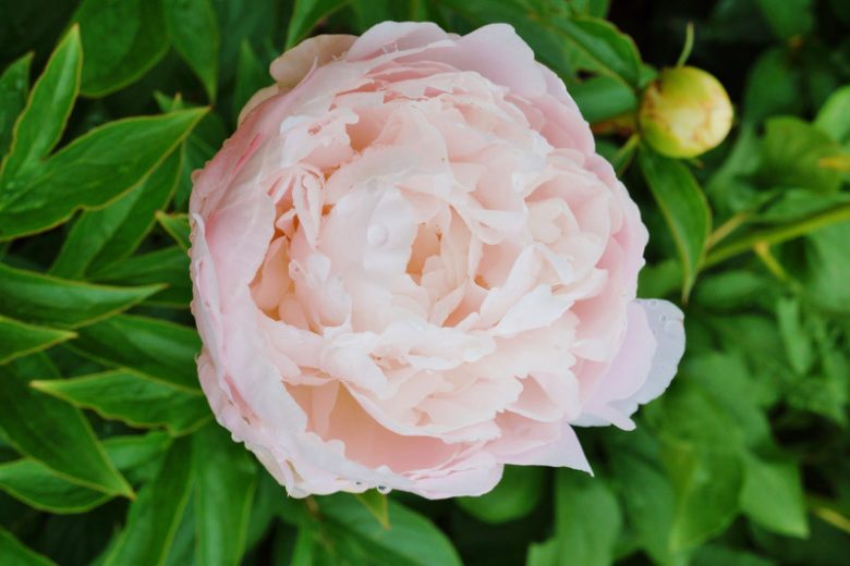 Paeonia Lactiflora 'Moonstone' , Peony Moonstone, Moonstone Peony, Chinese Peony Moonstone, Common Garden Peony Moonstone, Pink Peonies, Pink flowers, Fragrant Peonies