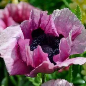 Papaver Orientale 'Royal Wedding', Oriental Poppy 'Royal Wedding', Poppy 'Royal Wedding', White Poppy, White Oriental Poppy, White Papaver OrientalePapaver Orientale 'RPlum Pudding', Oriental Poppy 'Plum Pudding', Poppy 'Plum Pudding', Purple Poppy, Purple Oriental Poppy, Purple Papaver Orientale