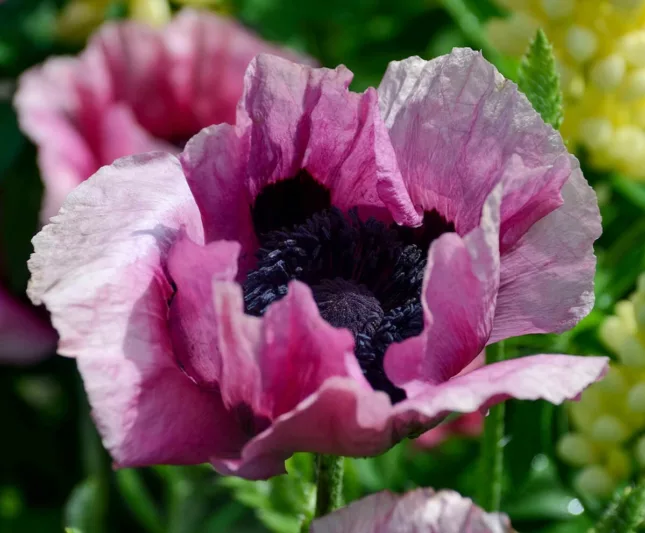 Papaver Orientale 'Royal Wedding', Oriental Poppy 'Royal Wedding', Poppy 'Royal Wedding', White Poppy, White Oriental Poppy, White Papaver OrientalePapaver Orientale 'RPlum Pudding', Oriental Poppy 'Plum Pudding', Poppy 'Plum Pudding', Purple Poppy, Purple Oriental Poppy, Purple Papaver Orientale