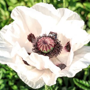 Papaver Orientale 'Royal Wedding', Oriental Poppy 'Royal Wedding', Poppy 'Royal Wedding', White Poppy, White Oriental Poppy, White Papaver Orientale