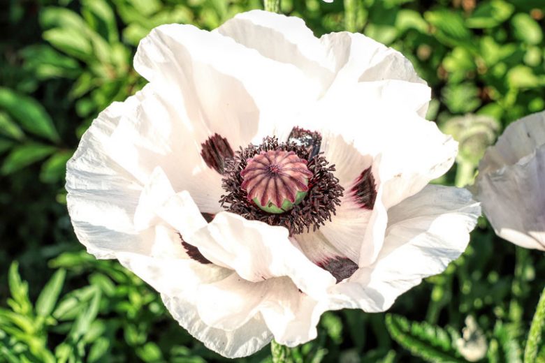 Papaver Orientale 'Royal Wedding', Oriental Poppy 'Royal Wedding', Poppy 'Royal Wedding', White Poppy, White Oriental Poppy, White Papaver Orientale