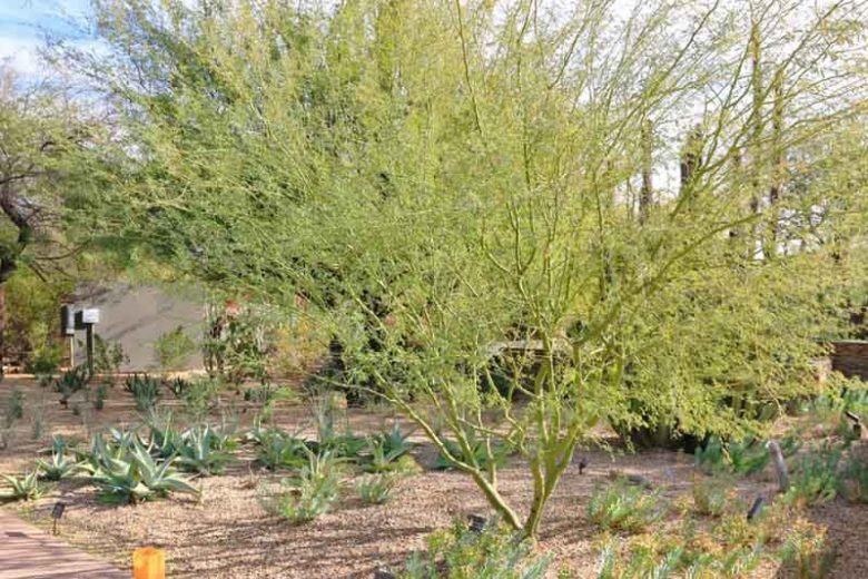 Parkinsonia praecox, Palo Brea, Sonoran Palo Verde, Cercidium praecox, Caesalpinia praecox, Cercidium australe, Cercidium goldmannii, Cercidium plurifoliatum, Cercidium spinosum, Cercidium viride