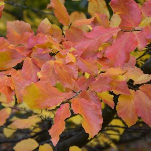 Parrotia persica 'Vanessa', Persian Ironwood 'Vanessa', Tree with fall color, Fall color, Attractive bark Tree, Peeling Bark