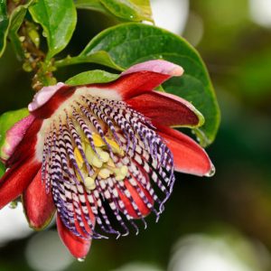 Passiflora Alata, Winged-Stem Passion Flowe, Fragrant Granadilla, Winged Passion Flower, Passion Vine, Passionflower, Passionvine, Mediterranean Vines, Purple Flowers, Evergreen Vines