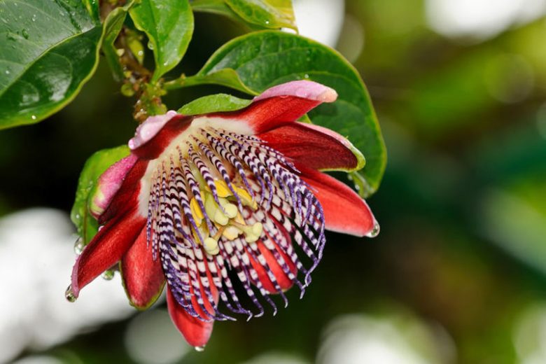 Passiflora Alata, Winged-Stem Passion Flowe, Fragrant Granadilla, Winged Passion Flower, Passion Vine, Passionflower, Passionvine, Mediterranean Vines, Purple Flowers, Evergreen Vines