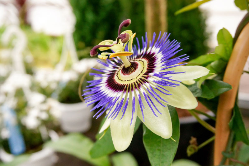 Passiflora 'Blue Bouquet', Passion Flower 'Blue Bouquet', Blue Passion Flower, Blue Vines, Mediterranean Vines, Blue Flowers, Evergreen Vines