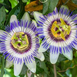 Passiflora Caerulea, Blue Passion Flower, Blue Crown, Common Passion Flower, Flower of Five Wounds, Southern Beauty, Wild Apricot, Blue Vines, Mediterranean Vines, Blue Flowers