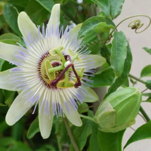 Passiflora Caerulea Clear Sky, Passion Flower Clear Sky, Clear Sky Blue Passionflower, Clear Sky Passion Vine, Clear Sky Passion flower, Clear Sky Passionvine, Blue Vines, Mediterranean Vines