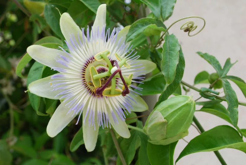 Passiflora Caerulea Clear Sky, Passion Flower Clear Sky, Clear Sky Blue Passionflower, Clear Sky Passion Vine, Clear Sky Passion flower, Clear Sky Passionvine, Blue Vines, Mediterranean Vines