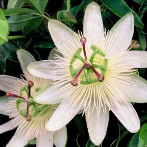 Passiflora Caerulea 'Constance Eliott', Passion Flower 'Constance Eliott', 'Constance Eliott' Blue Passionflower, 'Constance Eliott' Passion Vine, 'Constance Eliott' Passion flower, 'Constance Eliott' Passionvine, White Vines, Mediterranean Vines, White Flowers, Evergreen Vines
