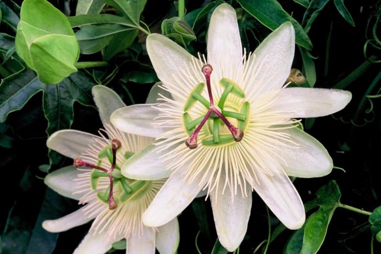 Passiflora Caerulea 'Constance Eliott', Passion Flower 'Constance Eliott', 'Constance Eliott' Blue Passionflower, 'Constance Eliott' Passion Vine, 'Constance Eliott' Passion flower, 'Constance Eliott' Passionvine, White Vines, Mediterranean Vines, White Flowers, Evergreen Vines