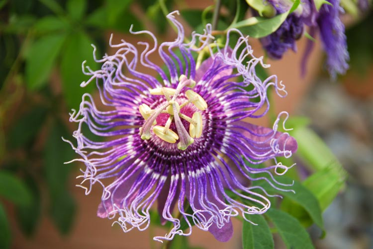 Maypop, Passiflora Incarnata, Wild Passion Flower, Apricot Vine, Purple Passionflower, Purple Passion Vine, Maypop, Blue Vines, Mediterranean Vines, Blue Flowers, Evergreen Vines