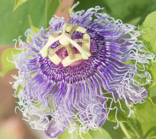 Passiflora Iridescence, Passion Flower Iridescence,Iridescence Blue Passionflower, Iridescence Passion Vine, IIridescence Passion flower, Iridescence Passionvine, Purple Vines, Mediterranean Vines