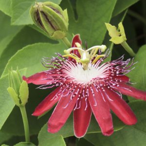 Passiflora 'Lady Margaret',  Passion Flower 'Lady Margaret', 'Lady Margaret' Passion Vine,'Lady Margaret' Passionflower, 'Lady Margaret' Passionvine, Lavender Vines, Mediterranean Vines, Red Flowers, Evergreen Vines