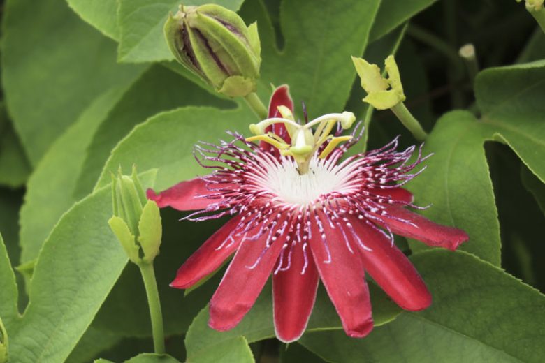 Passiflora 'Lady Margaret',  Passion Flower 'Lady Margaret', 'Lady Margaret' Passion Vine,'Lady Margaret' Passionflower, 'Lady Margaret' Passionvine, Lavender Vines, Mediterranean Vines, Red Flowers, Evergreen Vines
