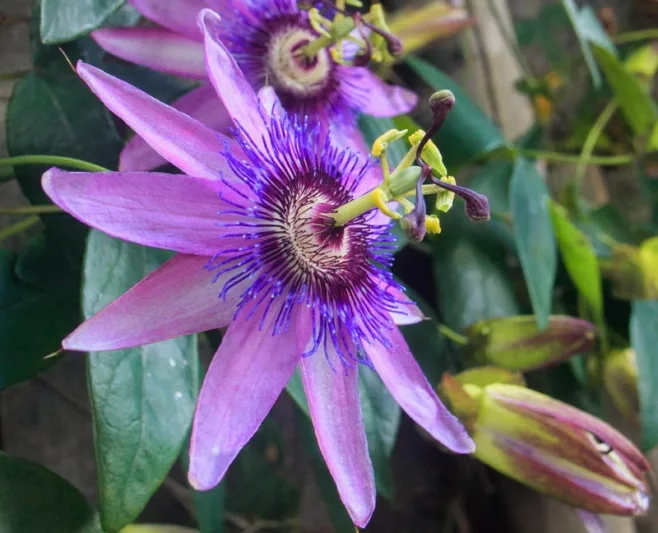 Passiflora 'Lavender Lady',  Passion Flower 'Lavender Lady', 'Lavender Lady' Passion Vine,'Lavender Lady' Passionflower, 'Lavender Lady' Passionvine, Lavender Vines, Mediterranean Vines, Purple Flowers, Evergreen Vines